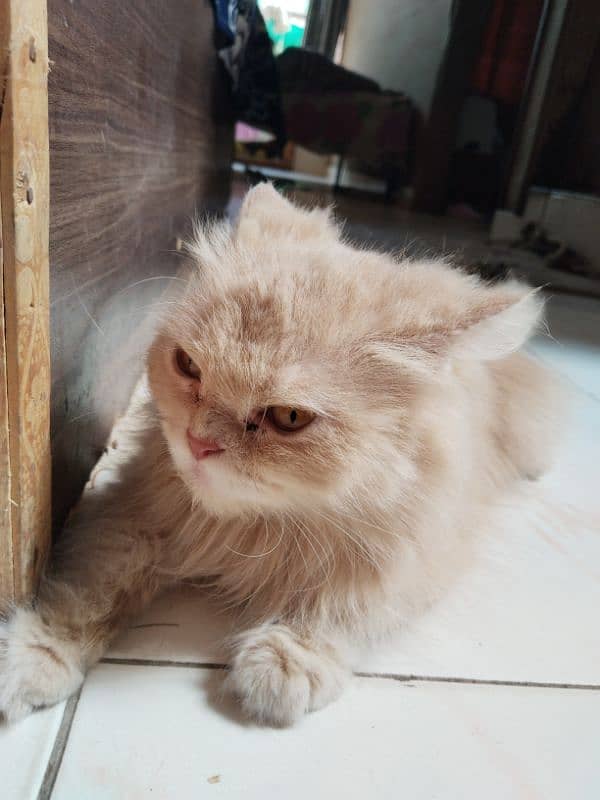 Persian cat 3