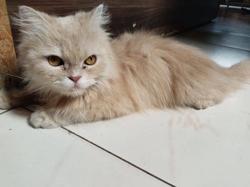 Persian cat 4