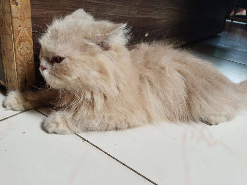 Persian cat 5