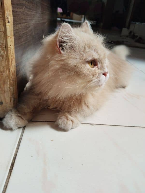 Persian cat 6