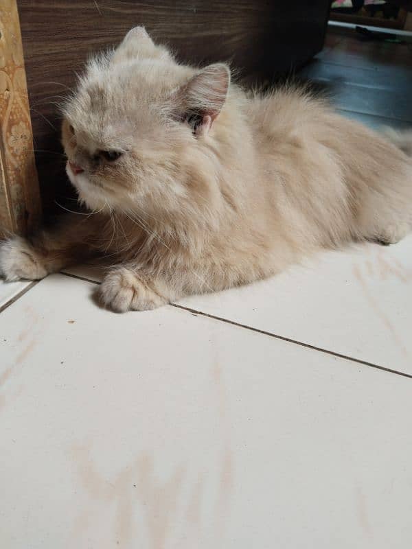 Persian cat 7