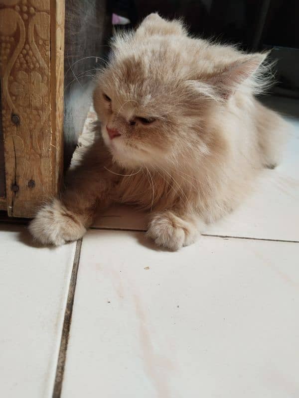 Persian cat 8