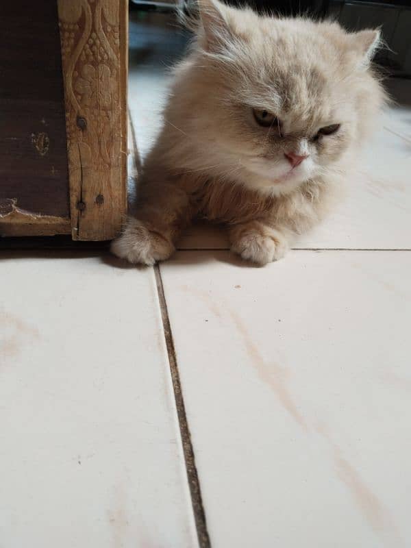 Persian cat 9