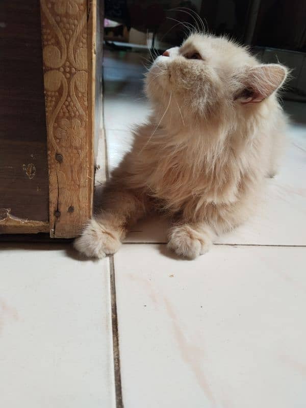 Persian cat 10