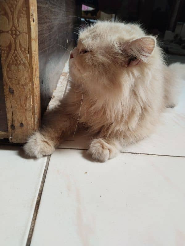 Persian cat 11