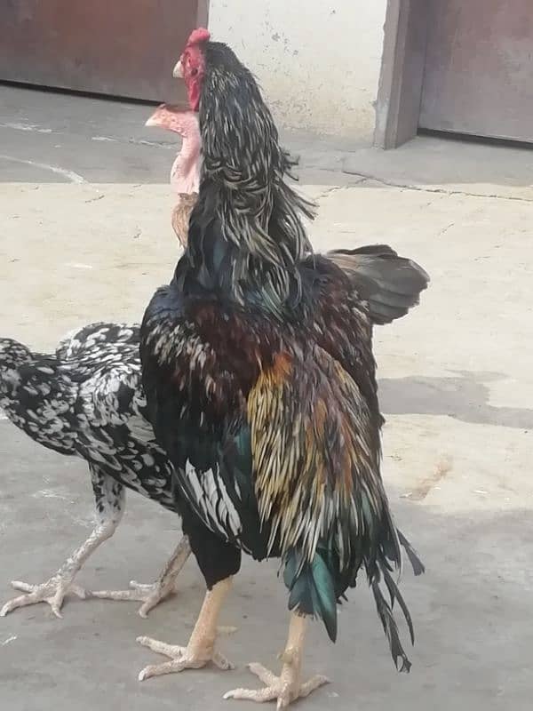 Aseel lahka murga fully active 2 years old and 2 aseel hens for sale 0