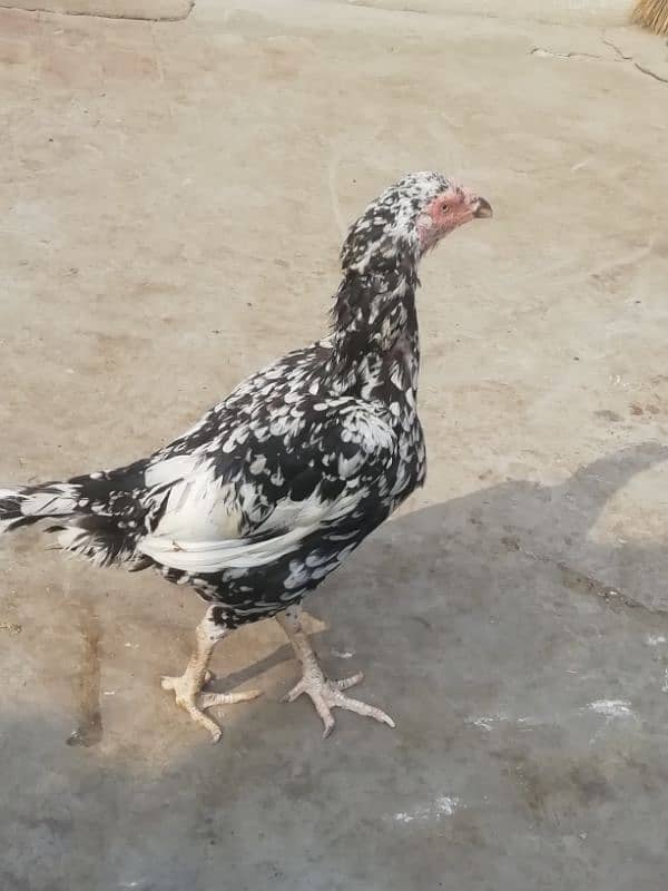 Aseel lahka murga fully active 2 years old and 2 aseel hens for sale 1