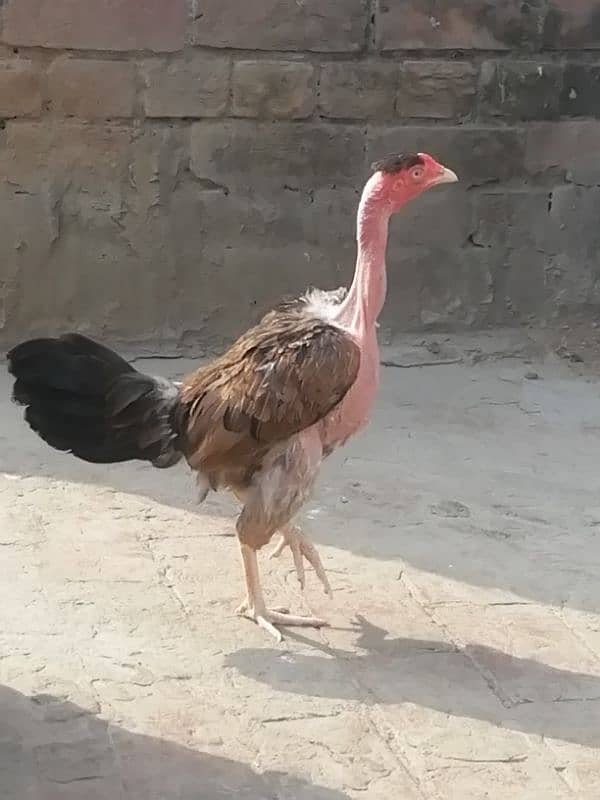 Aseel lahka murga fully active 2 years old and 2 aseel hens for sale 2