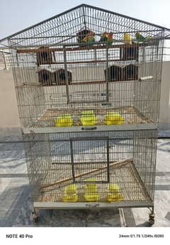 birds perrots and cage breed pair