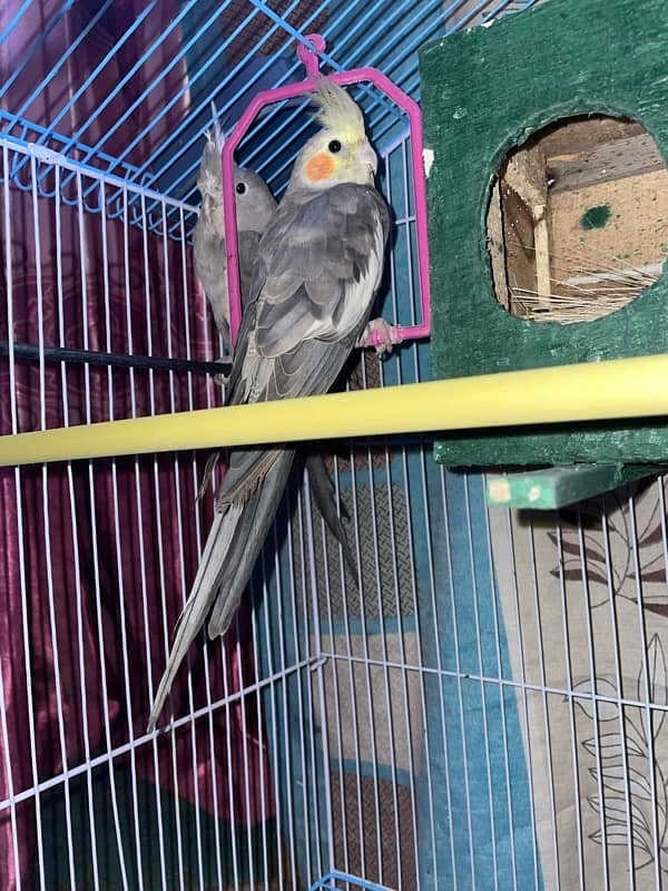 cockatiel parrot 0