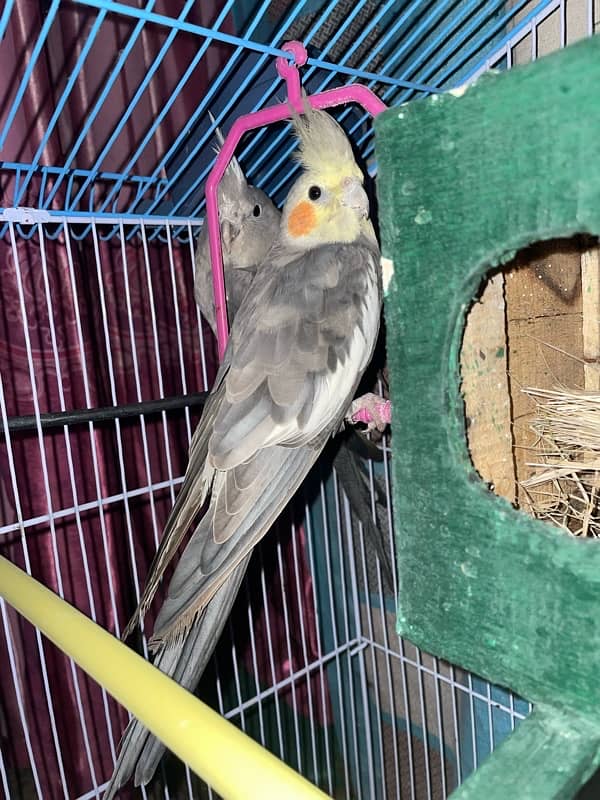 cockatiel parrot 2