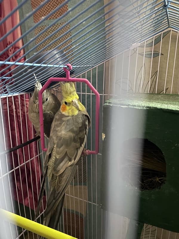 cockatiel parrot 4