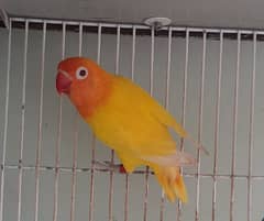 Ready to Breed Lovebirds For Sell (Healthy & Active)