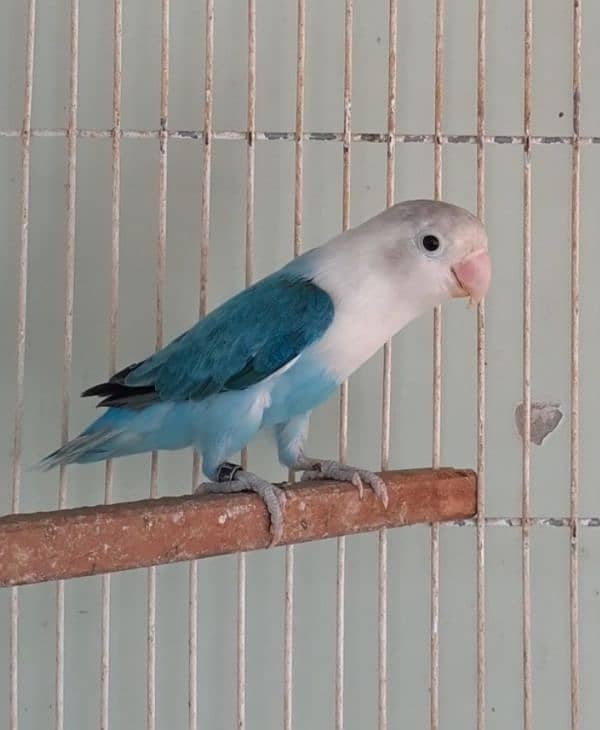 Ready to Breed Lovebirds For Sell (Healthy & Active) 1