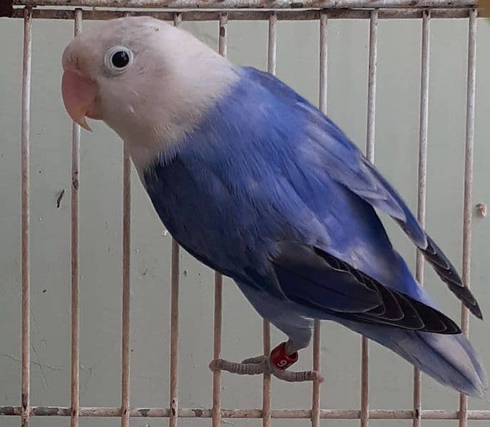 Ready to Breed Lovebirds For Sell (Healthy & Active) 2