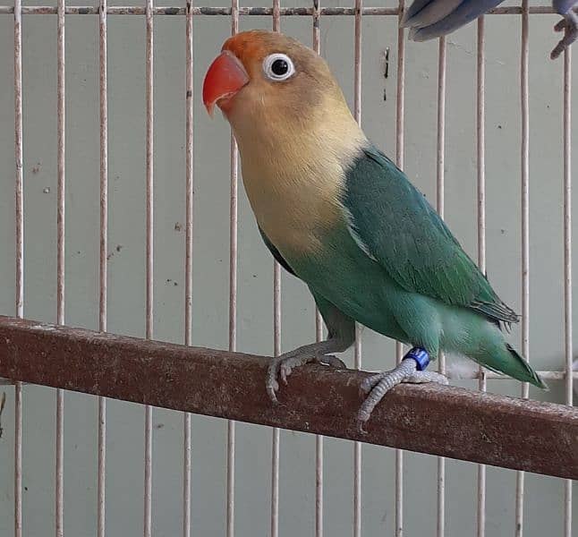 Ready to Breed Lovebirds For Sell (Healthy & Active) 3