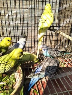 Healthy Australian parrot (budgies) for sale