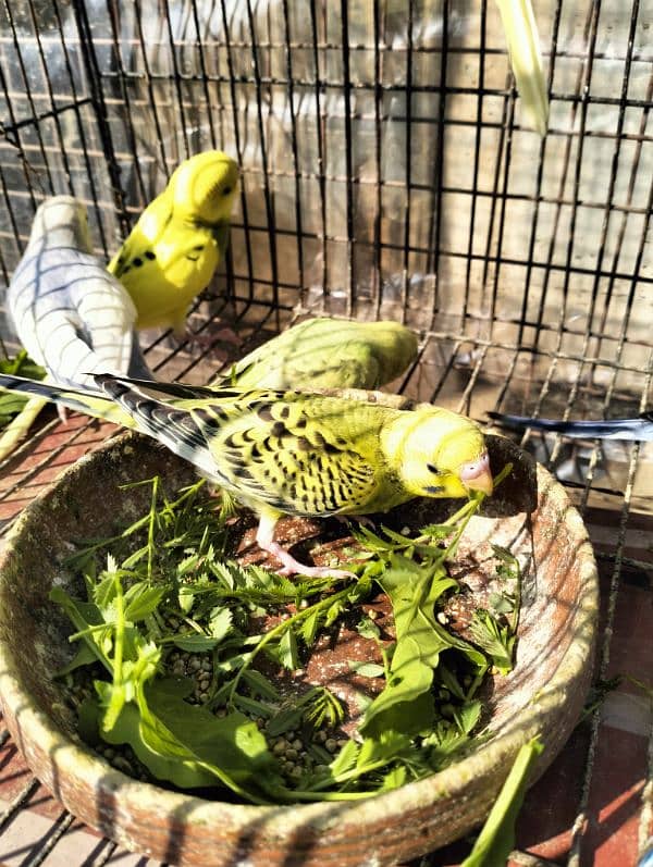 Healthy Australian parrot (budgies) for sale 1