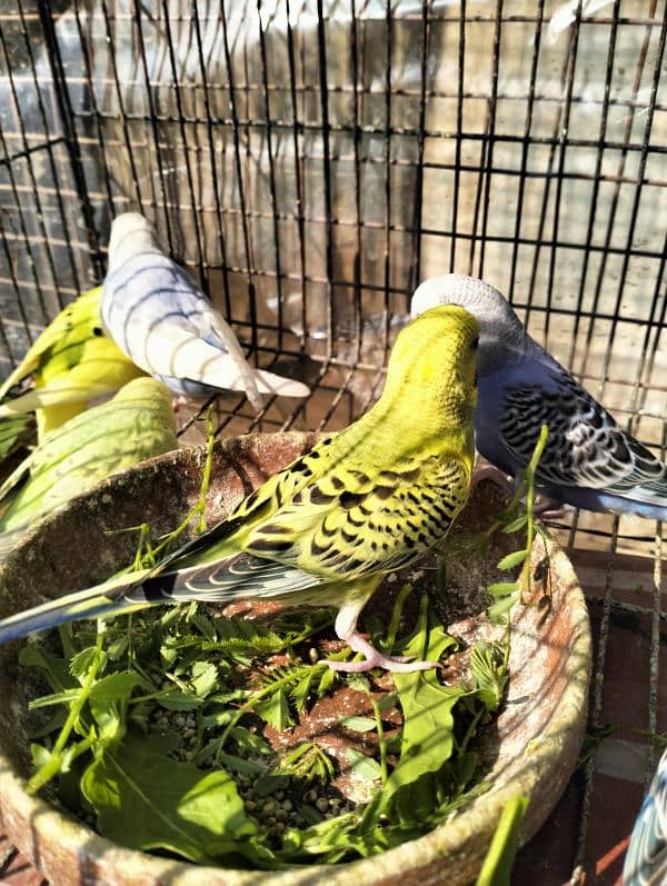 Healthy Australian parrot (budgies) for sale 2