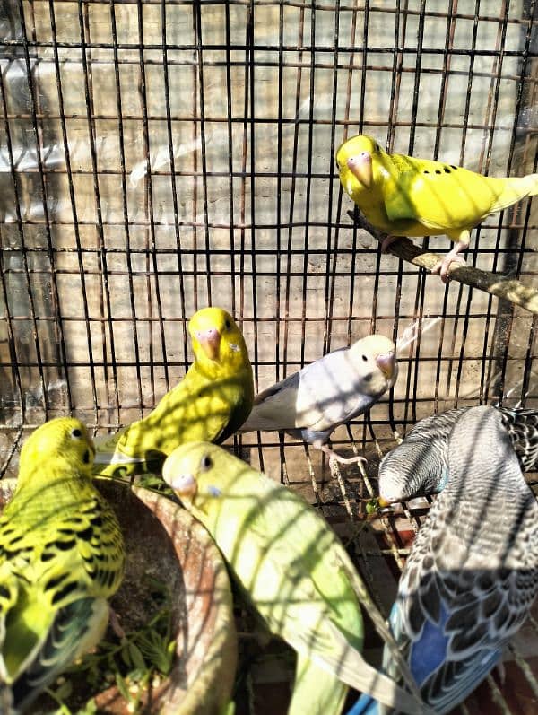 Healthy Australian parrot (budgies) for sale 3