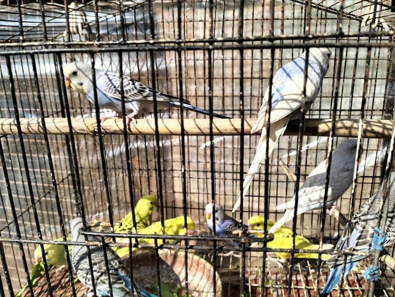 Healthy Australian parrot (budgies) for sale 4