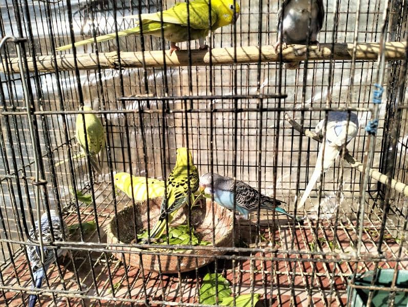 Healthy Australian parrot (budgies) for sale 5