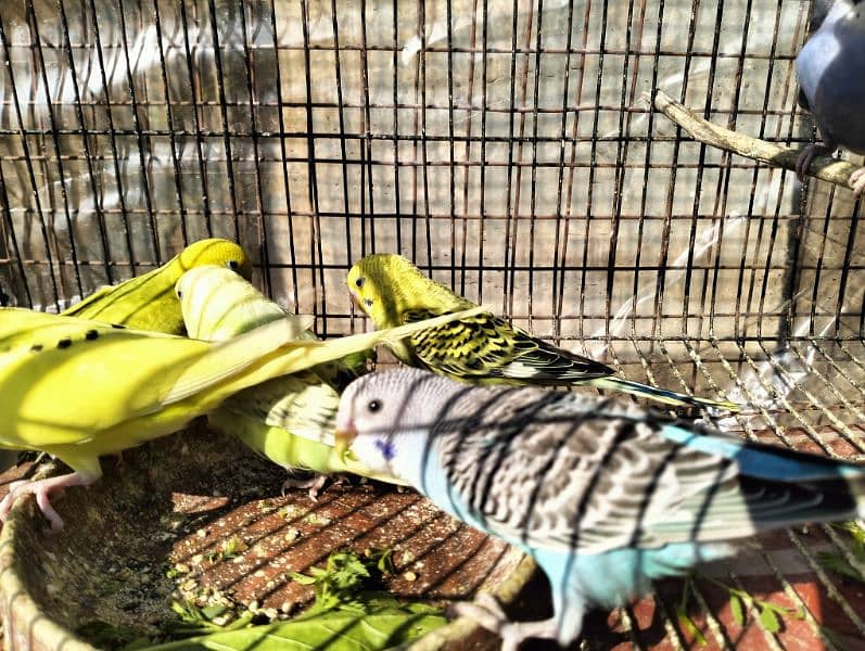 Healthy Australian parrot (budgies) for sale 6