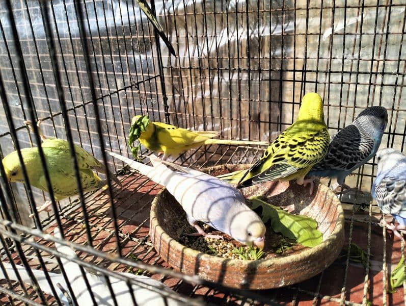 Healthy Australian parrot (budgies) for sale 7