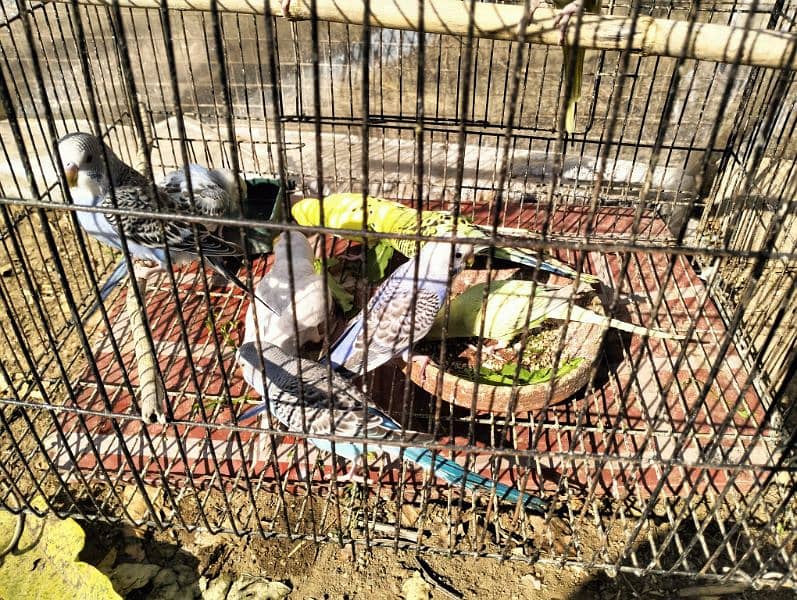 Healthy Australian parrot (budgies) for sale 8