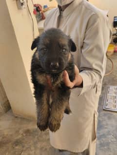 German Shepherd Puppies