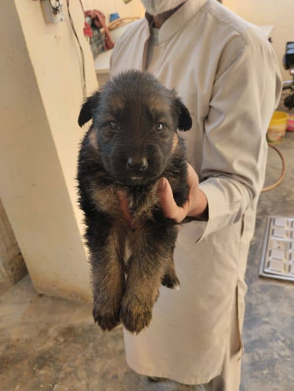 German Shepherd Puppies 0