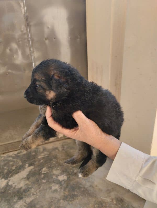 German Shepherd Puppies 3