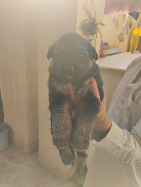 German Shepherd Puppies 4