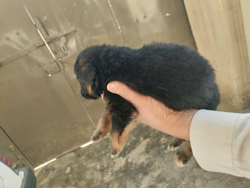 German Shepherd Puppies 6