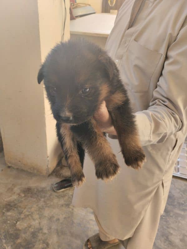 German Shepherd Puppies 7