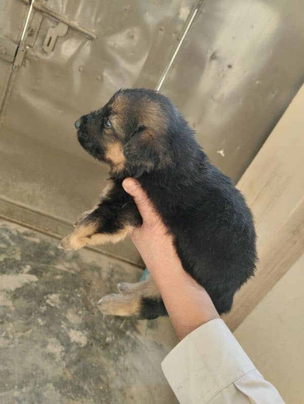 German Shepherd Puppies 8