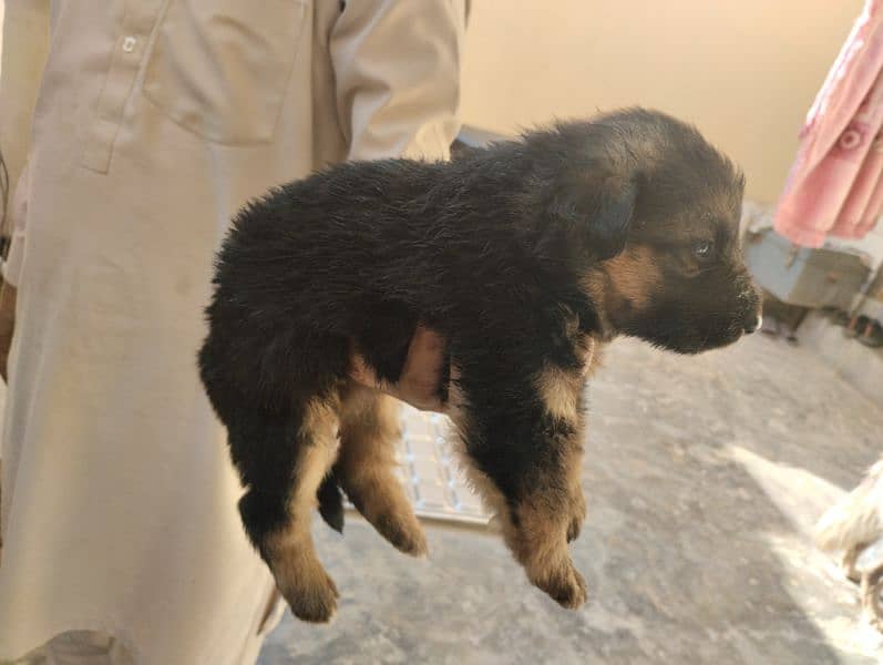 German Shepherd Puppies 9