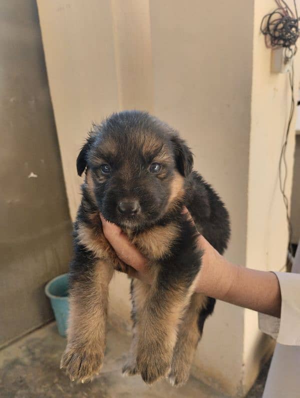 German Shepherd Puppies 11