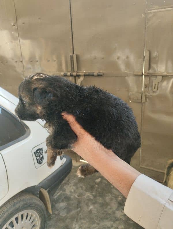 German Shepherd Puppies 15