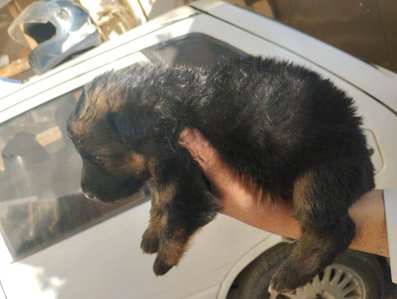 German Shepherd Puppies 17