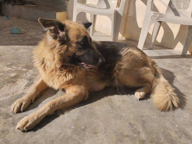 German Shepherd Puppies 19