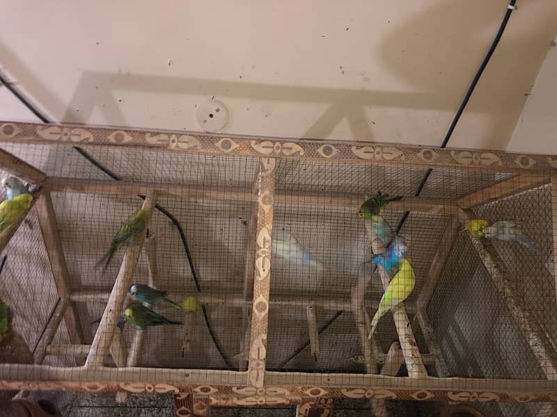 Australian parrots 5