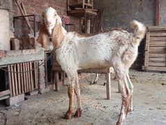 4 dant breeder bakra for sale