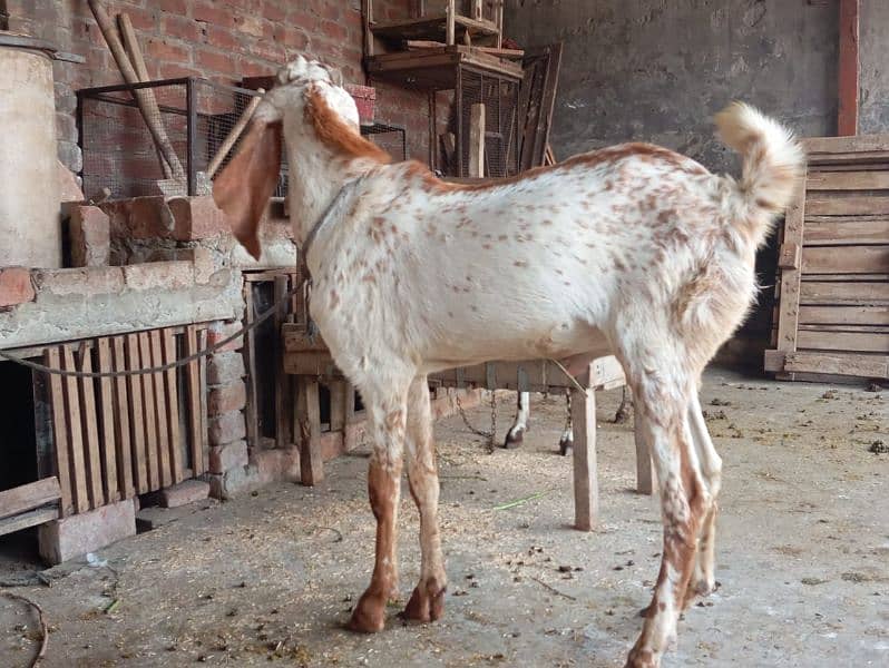 4 dant breeder bakra for sale 1