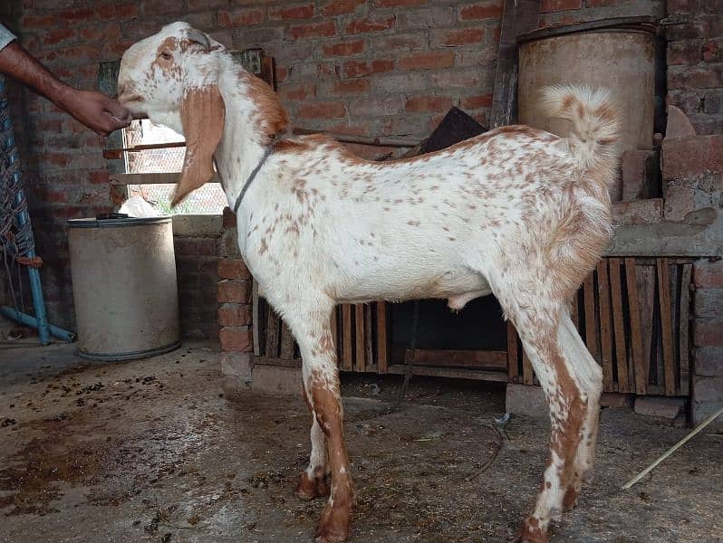 4 dant breeder bakra for sale 2