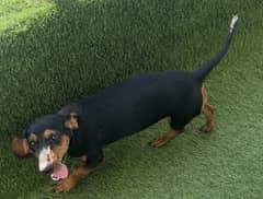 Imported Dachshund