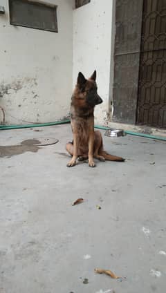 Female German Shepherd