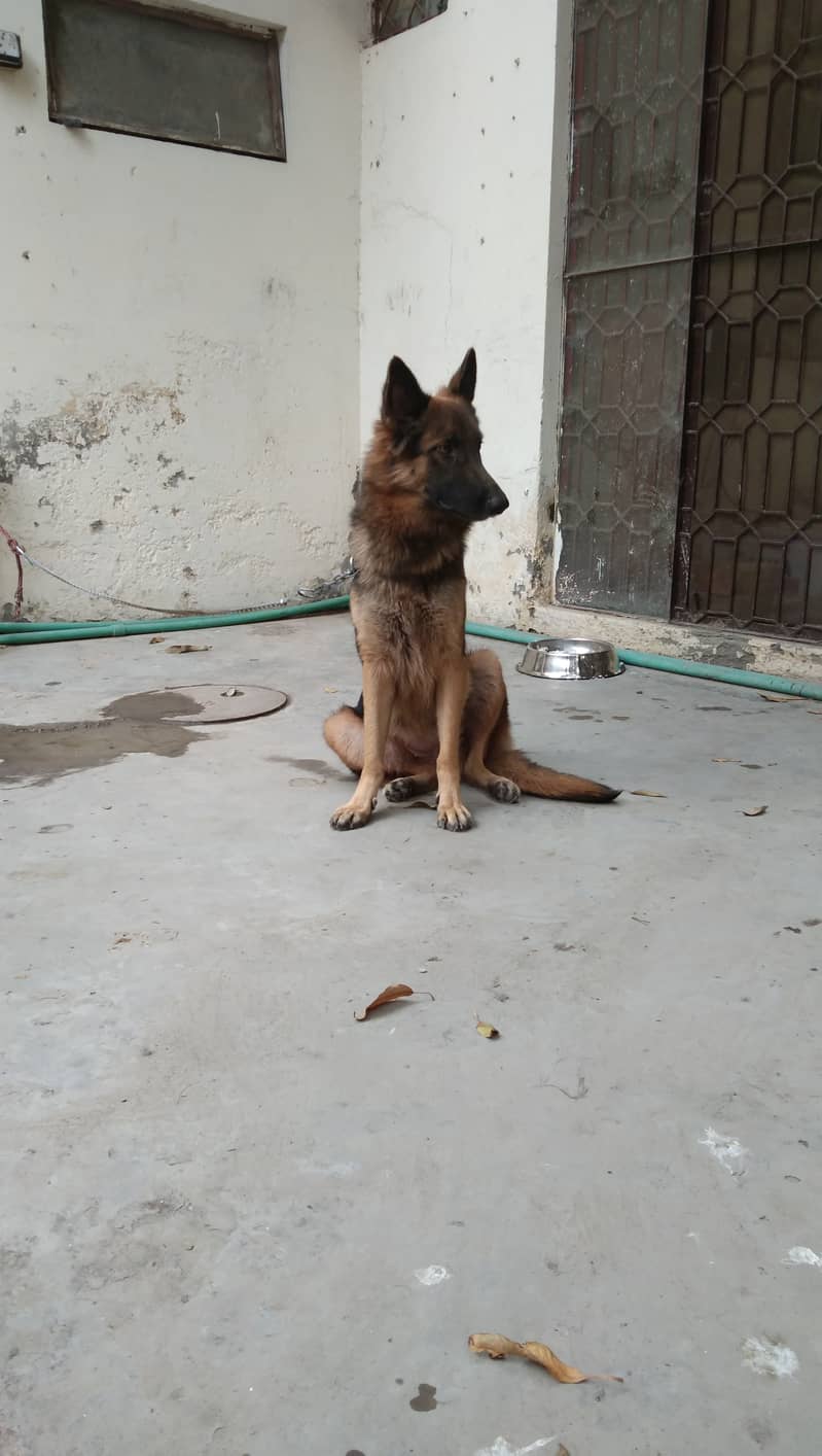 Female German Shepherd 0