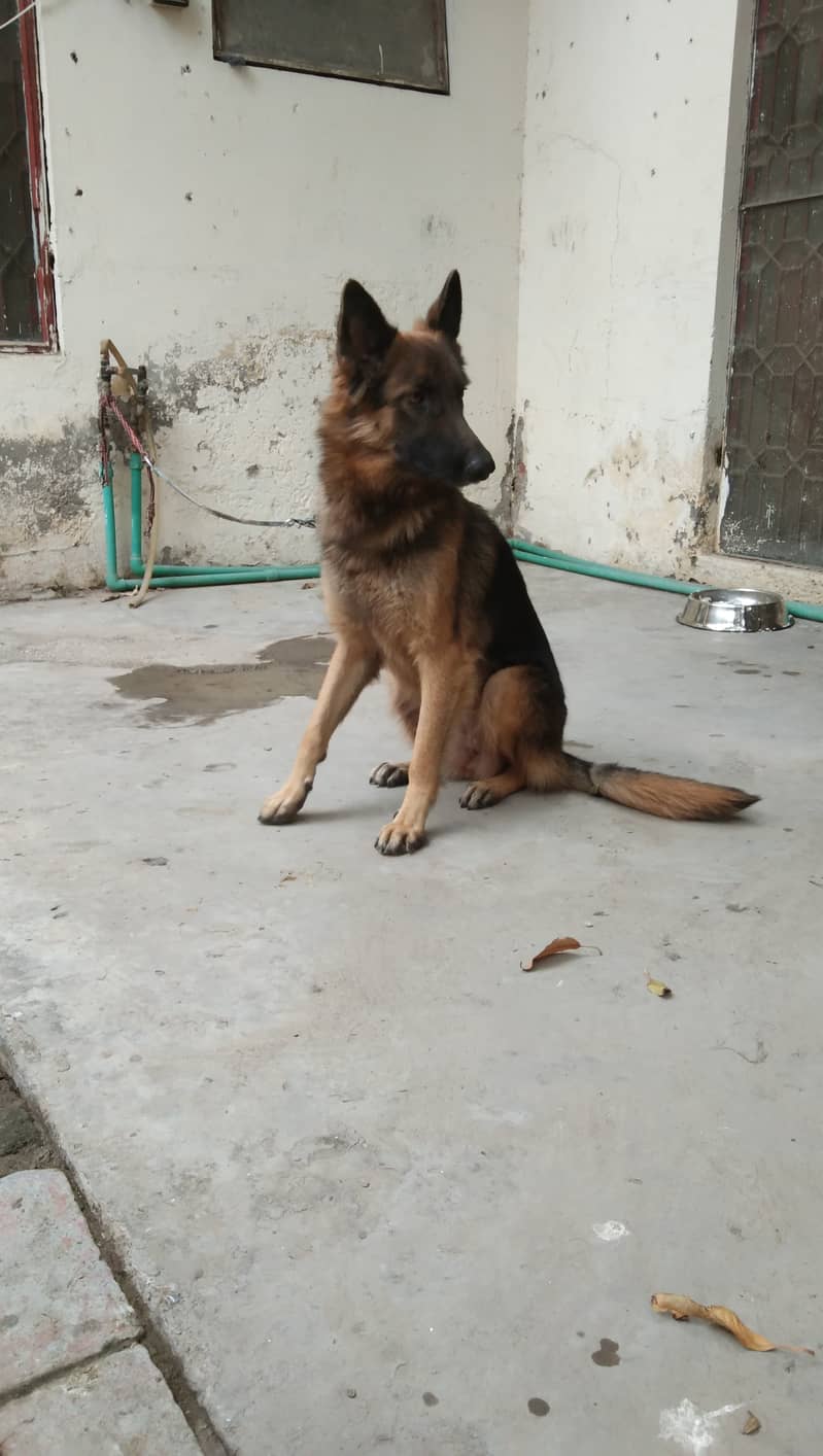 Female German Shepherd 5