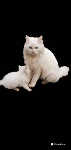 double coat white cat washroom trained